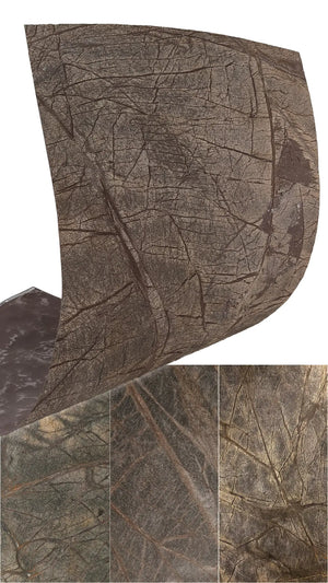 Slate-Lite Rainforest Brown
